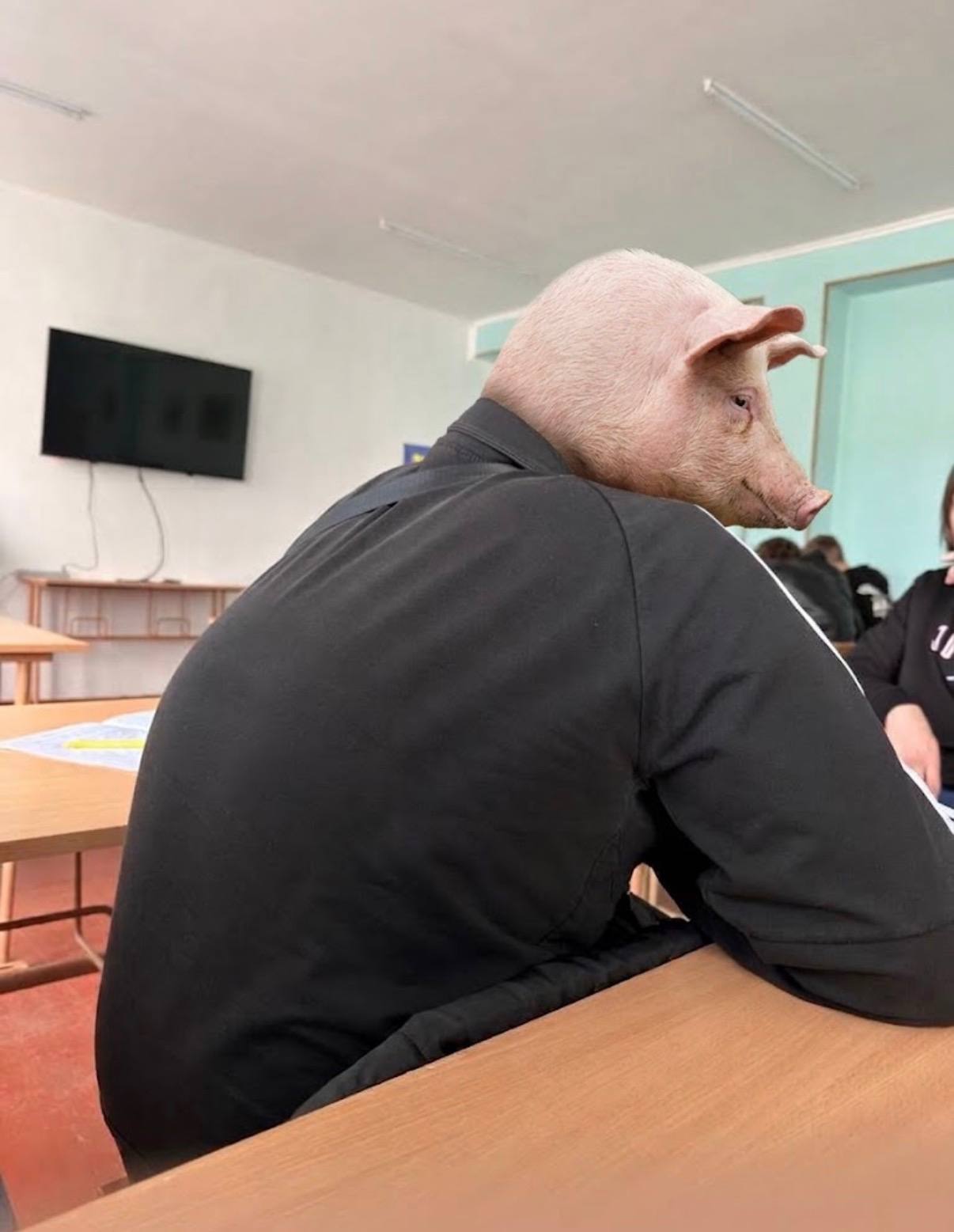pig